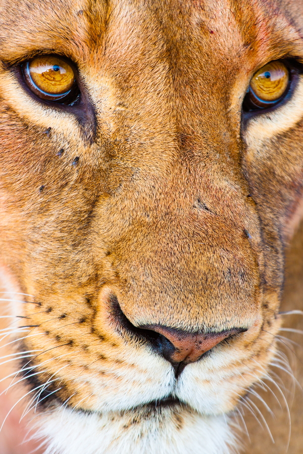 I Have Seen Tomorrow